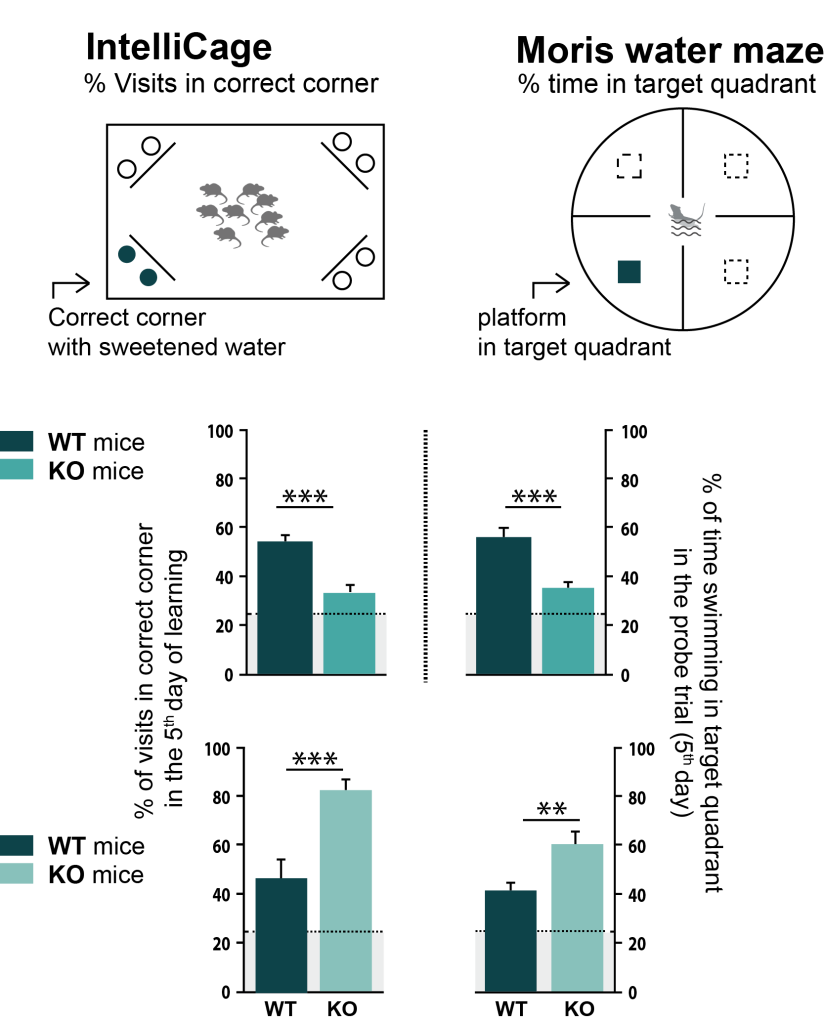 IntelliCage The Future of Cognitive Performance Assessment TSE  